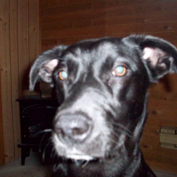 Meet your Posher, Labrador - Picture 10 of 16